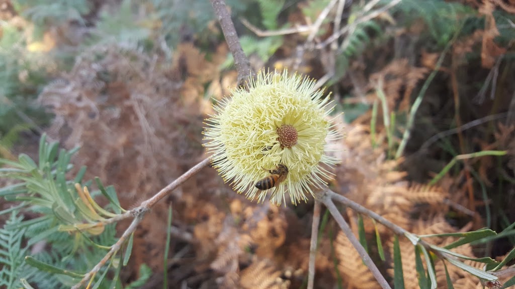 Bridport Wildflower Reserve | 42 Main St, Bridport TAS 7262, Australia