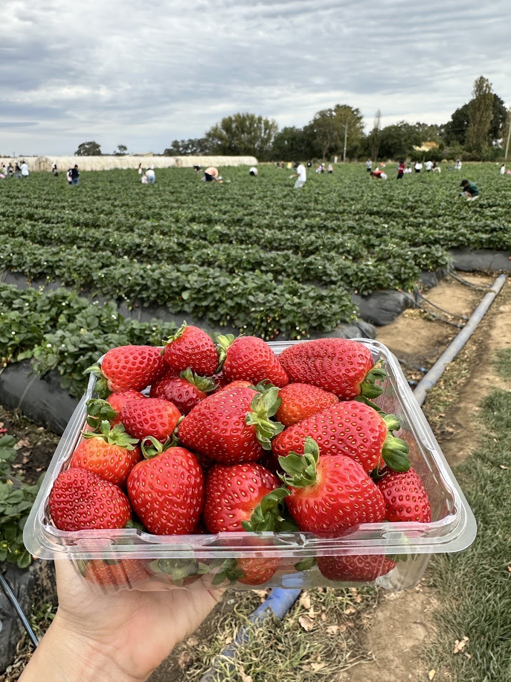 Naturipe Fruits - Bacchus Marsh Strawberry Farm | 534 Bacchus Marsh Rd, Bacchus Marsh VIC 3340, Australia | Phone: 0419 340 363