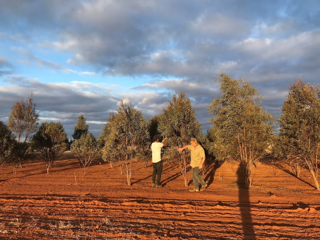 Aussie Bush Aromas | 11 Commerce St, Wauchope NSW 2446, Australia | Phone: (02) 6588 9600