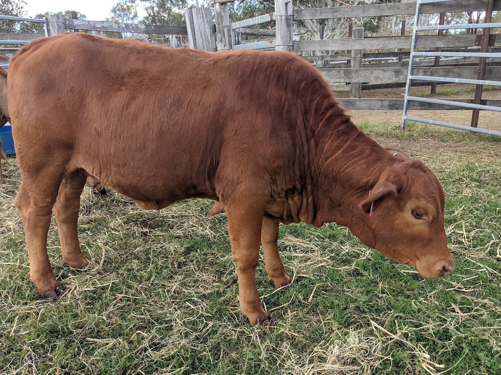 Canina Valley Droughtmasters | 5 Phillips Rd, Lower Wonga QLD 4570, Australia | Phone: 0403 277 555