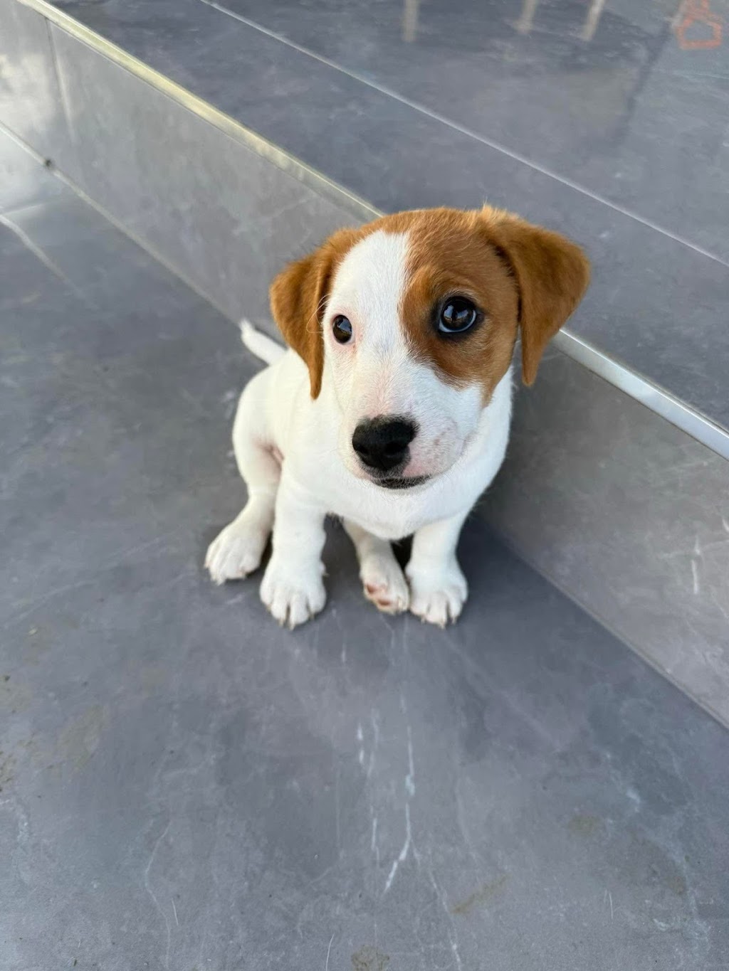 Trained Jack Rusell Terrier Pups | Kodi Cl, Old Bar NSW 2430, Australia | Phone: 0489 995 807