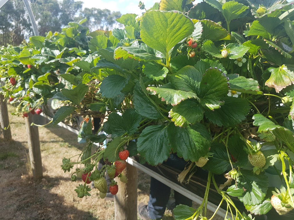 Yendon Gourmet Tomatoes | 273 Harbours Rd, Yendon VIC 3352, Australia | Phone: (03) 5341 7691