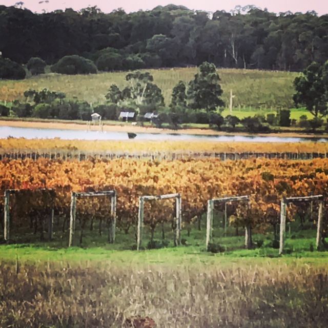 Victory Point Wines Vineyard. Open by appointment & cellar door  | 92 Holben Rd, Cowaramup WA 6284, Australia | Phone: 0417 954 655 Victory Point Wines Vineyard. Open by appointment & cellar door  | 92 Holben Rd, Cowaramup WA 6284, Australia | Phone: 0417 954 655