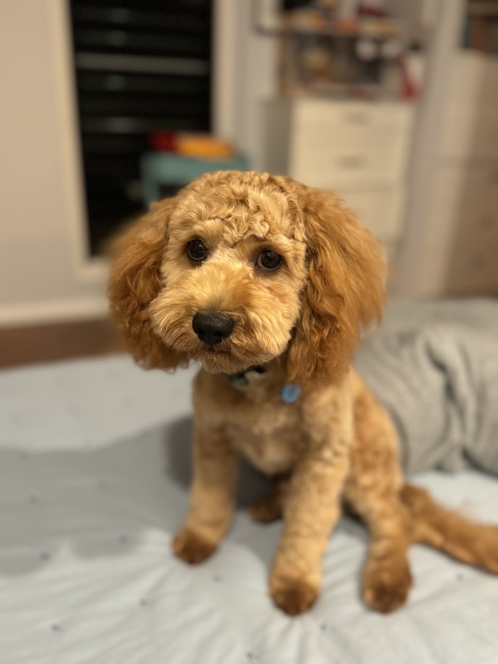 Serenity Bay Puppies | Main Green Swamp Rd N, Churchable QLD 4311, Australia | Phone: 0421 823 422