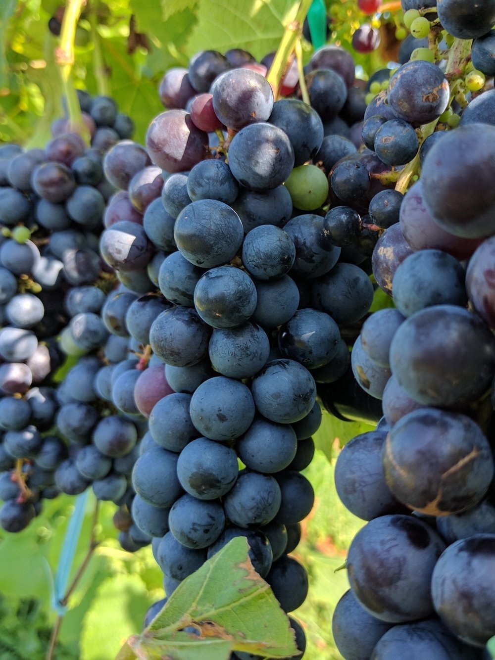 Khangura Produce Pty Ltd | 206 Ridge Rd, Tresco VIC 3583, Australia | Phone: 0423 592 169