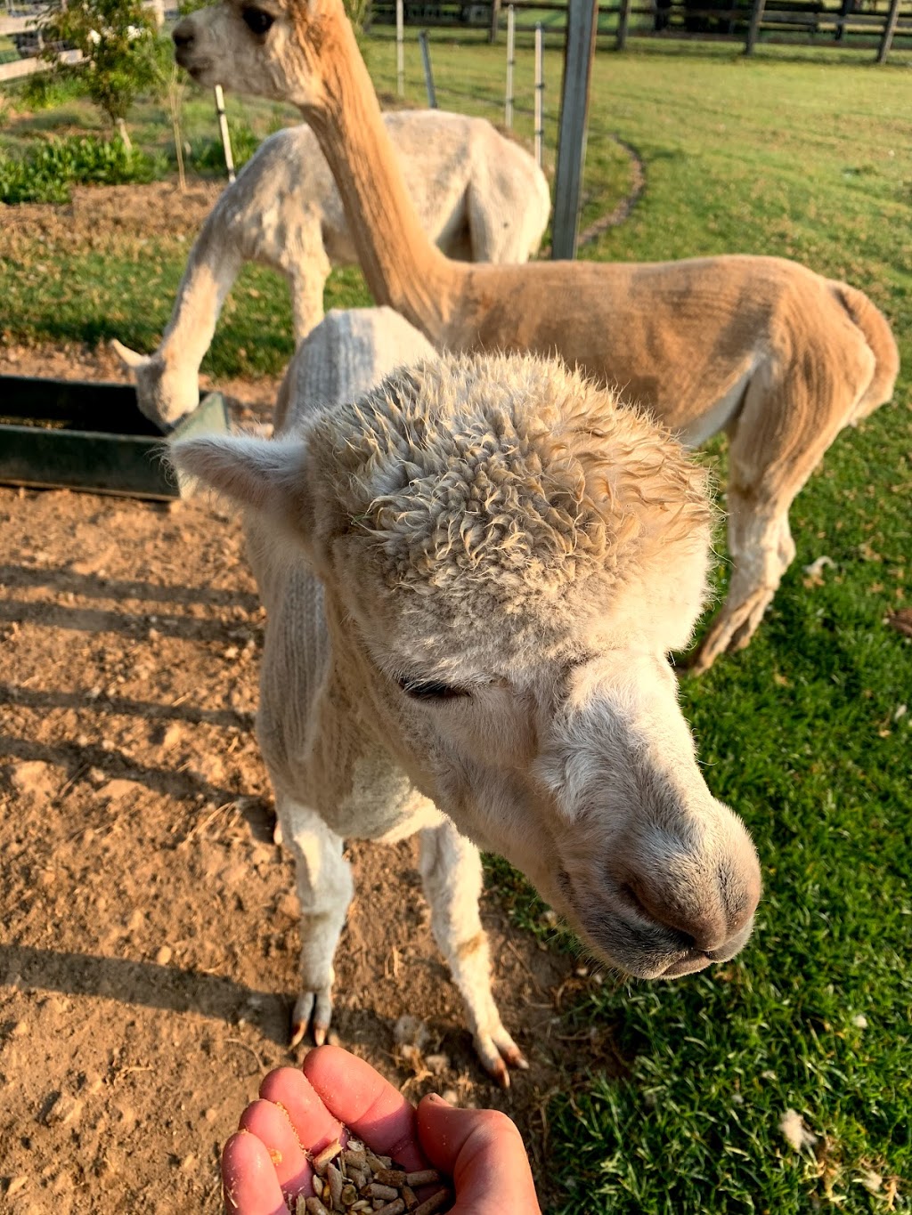 Iris Lode Alpacas Farm Stay | lodging | 33 Dunks Ln, Jilliby NSW 2259, Australia | 0411760509 OR +61 411 760 509