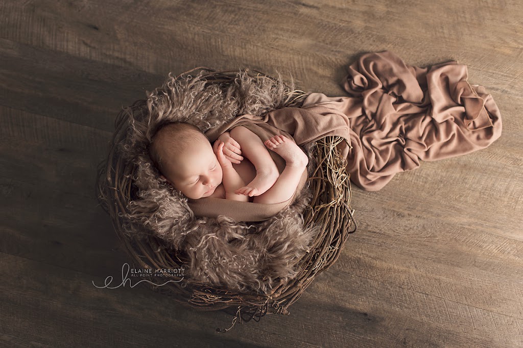 All Point Photography ~ Elaine Harriott | 25 Mahers Ln, Terranora NSW 2486, Australia | Phone: 0421 765 998