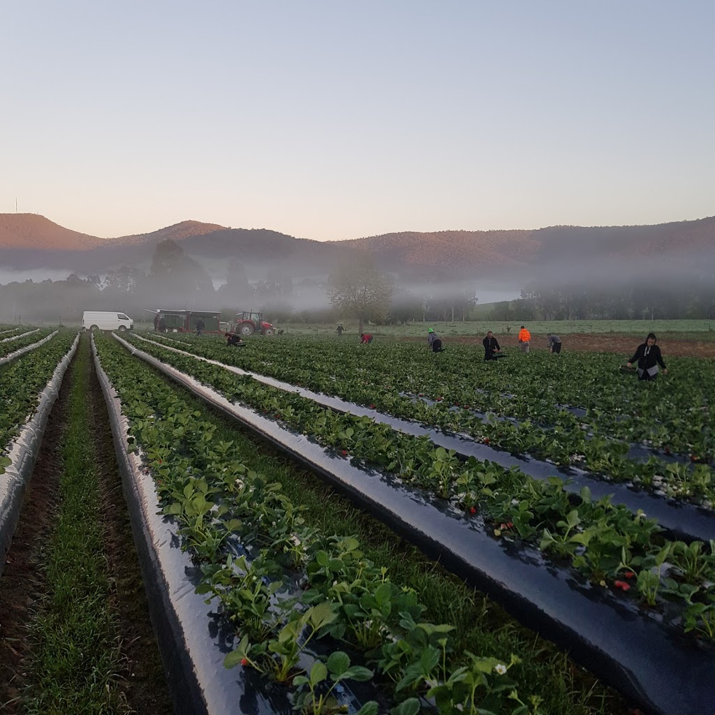 Schmidts Strawberry Winery | 932 Osbornes Flat Rd, Allans Flat VIC 3691, Australia | Phone: (02) 6027 1454