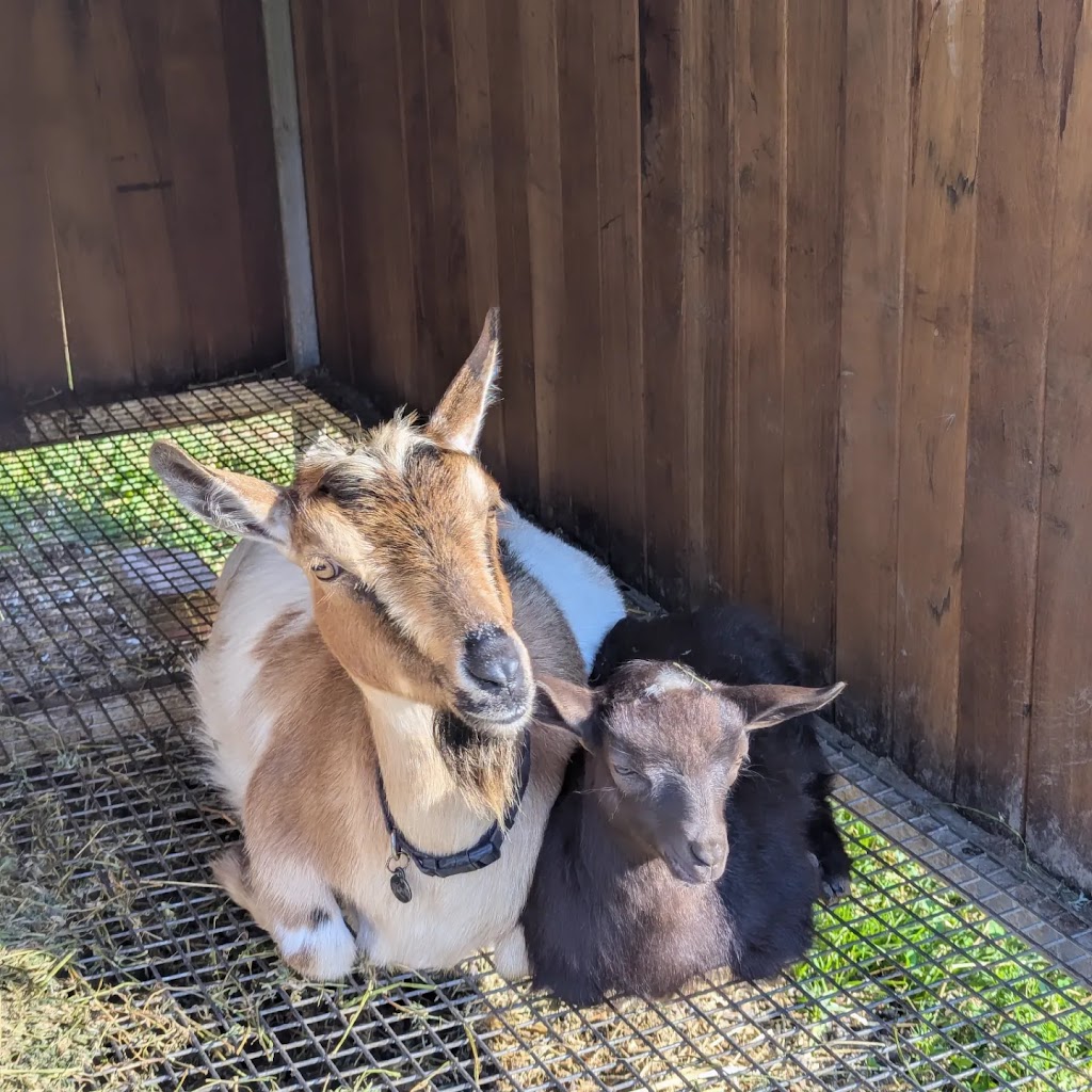 Zendara | 804 Main Arm Rd, Main Arm NSW 2482, Australia | Phone: 0415 998 956