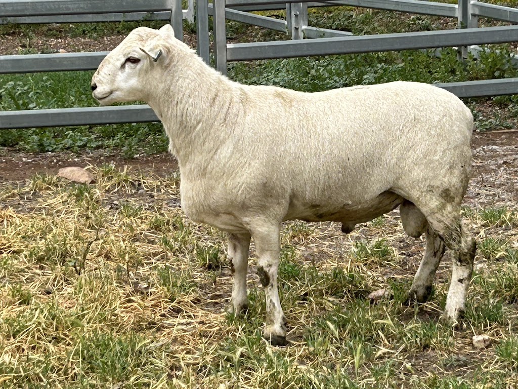 Jackmar Ultra white and Australian white sheep stud | 206 Old Avoca Rd, Maryborough VIC 3465, Australia | Phone: 0429 335 649