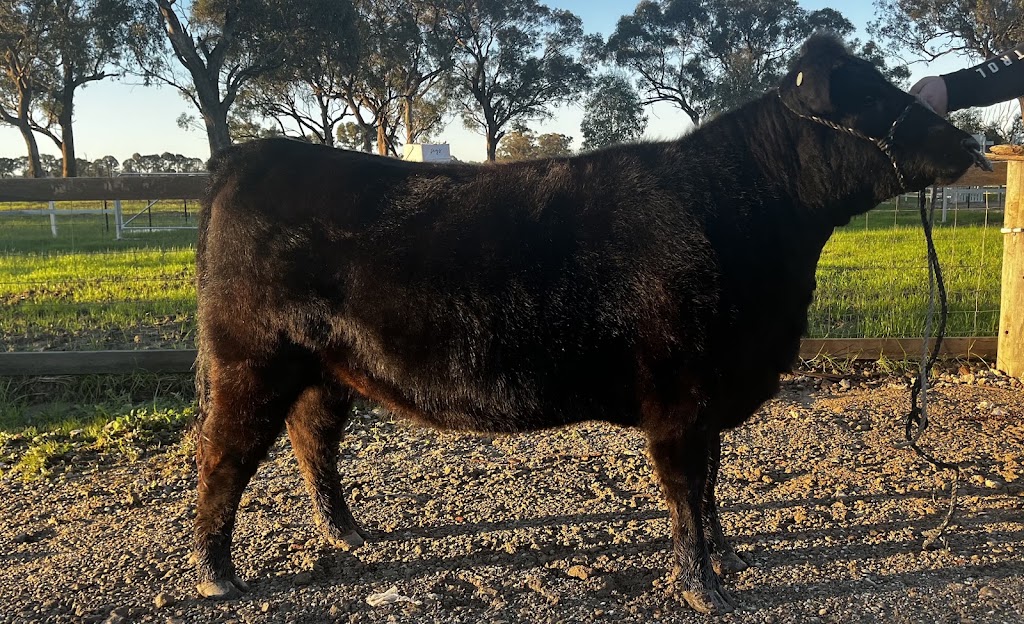 Willburs Run Lowline Stud | 1697 Arcadia Two Chain Rd, Miepoll VIC 3666, Australia | Phone: 0494 020 561