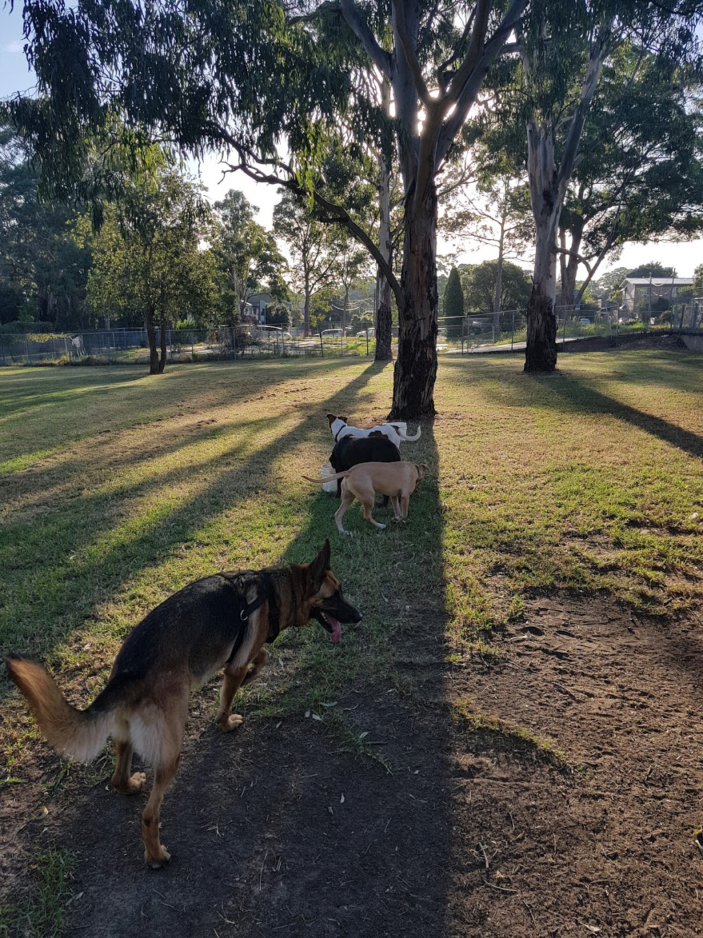 Dog Park | park | Narwee NSW 2209, Australia
