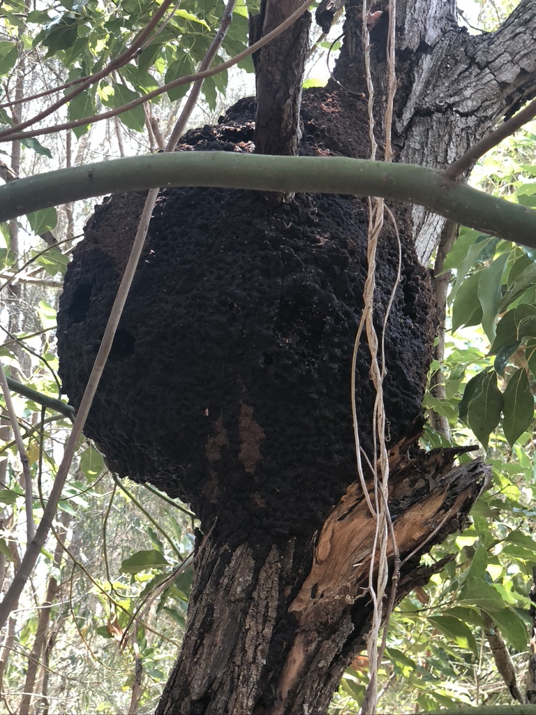 Peace of Mind Termite & Pest Management | 78 Smiths Creek Rd, Uki NSW 2484, Australia | Phone: 1800 245 550