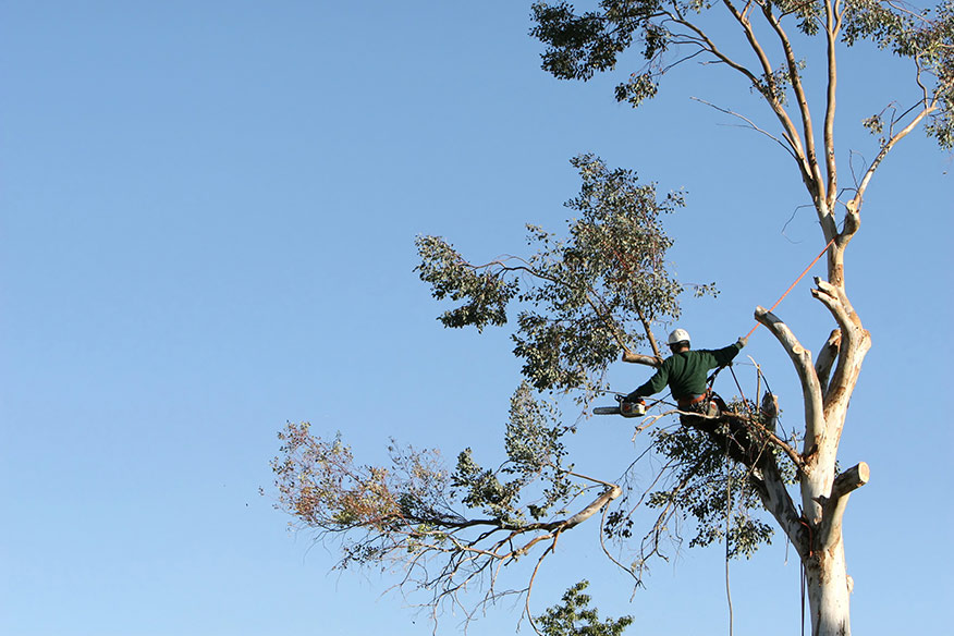 Tree Removal Services Blue Mountains |  | 31a Gregory Terrace, Lapstone NSW 2773, Australia | 0247035040 OR +61 2 4703 5040