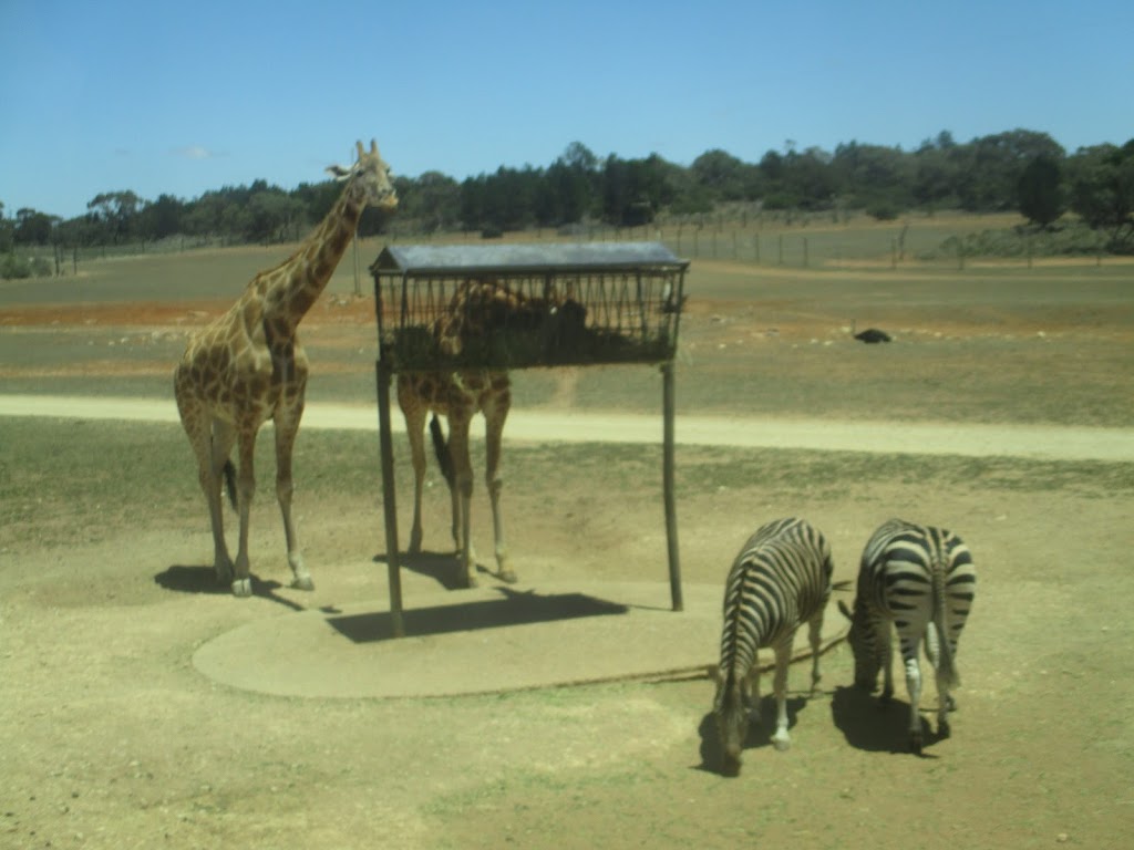 Giraffe lookout | zoo | Unnamed Road, Monarto SA 5254, Australia
