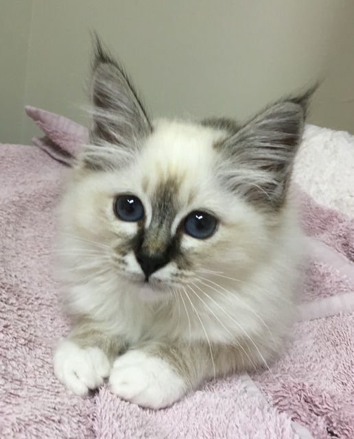 Canberra Cat Vet | veterinary care | 16-18 Purdue St, Belconnen ACT 2617, Australia | 0262511444 OR +61 2 6251 1444
