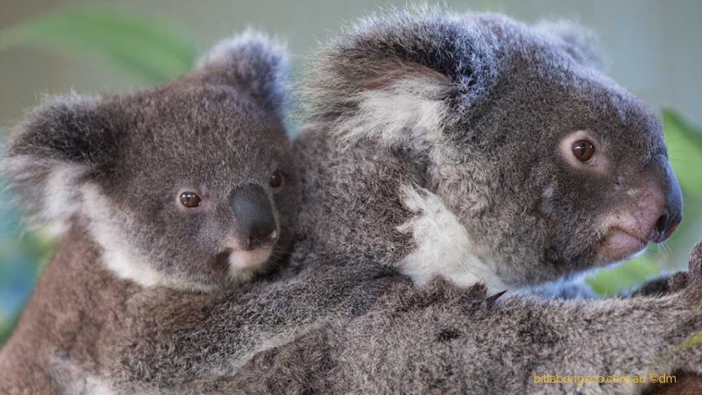 Billabong Zoo: Koala & Wildlife Park | 61 Billabong Dr, Port Macquarie NSW 2444, Australia | Phone: (02) 6585 1060