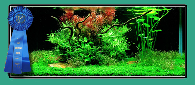 Aqualina | aquarium | 2/119 Gardens Dr, Willawong QLD 4110, Australia | 0737116549 OR +61 7 3711 6549