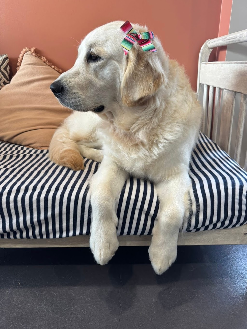 Guapo Puppo Dog Grooming | 58 Willcox Ave, Singleton Heights NSW 2330, Australia | Phone: 0434 632 455