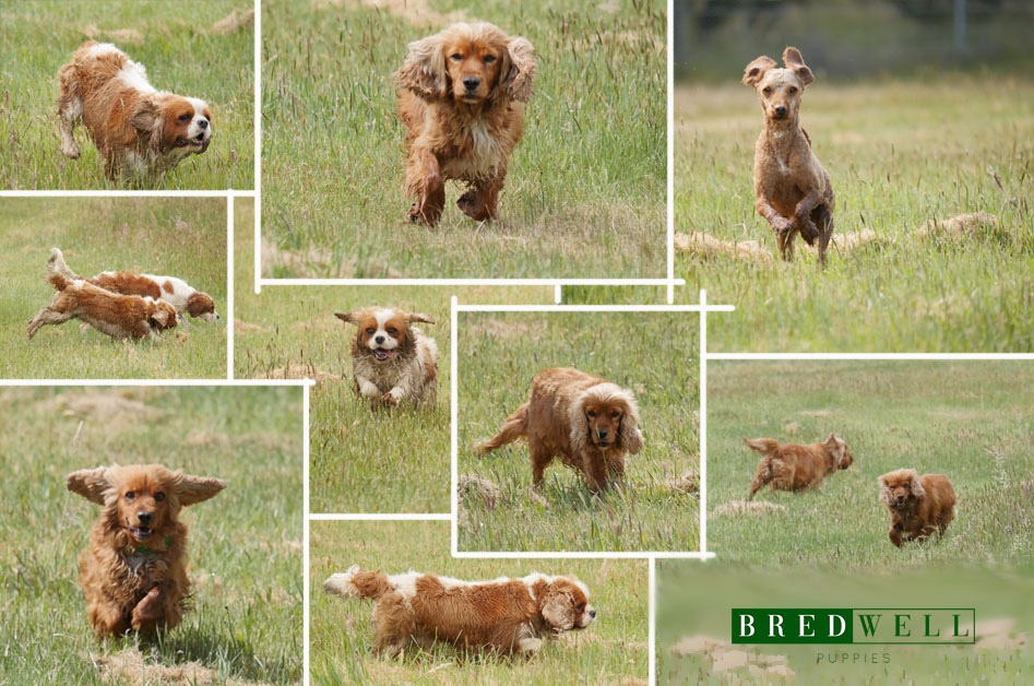 Bredwell Puppies | 3120 Ballan-Meredith Rd, Ballan VIC 3342, Australia | Phone: 0480 637 226