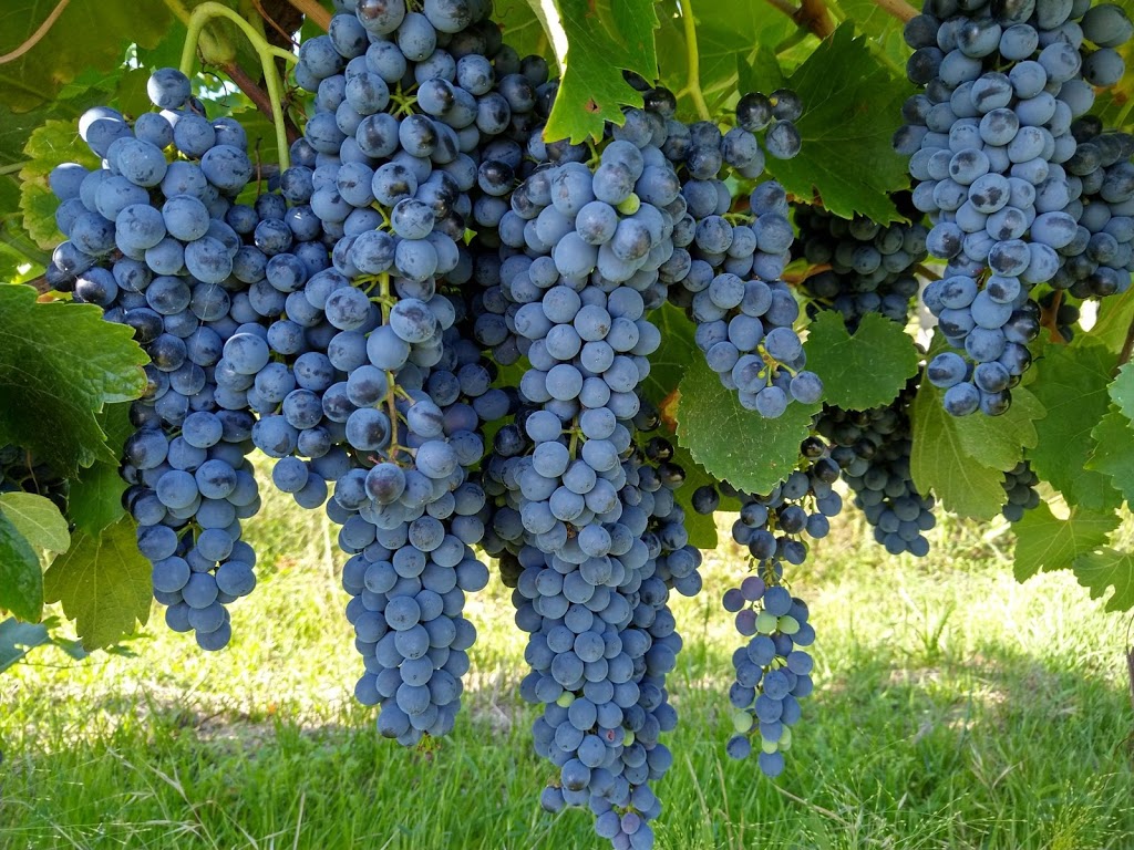 Vinelea Wines | food | 333 Malakoff Rd, Beechworth VIC 3747, Australia | 0427928511 OR +61 427 928 511
