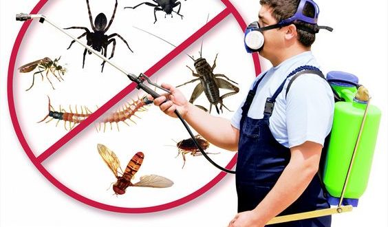 Insight Pest Control Services | home goods store | 3/26 Lugar St, Bronte NSW 2024, Australia | 0451177504 OR +61 451 177 504
