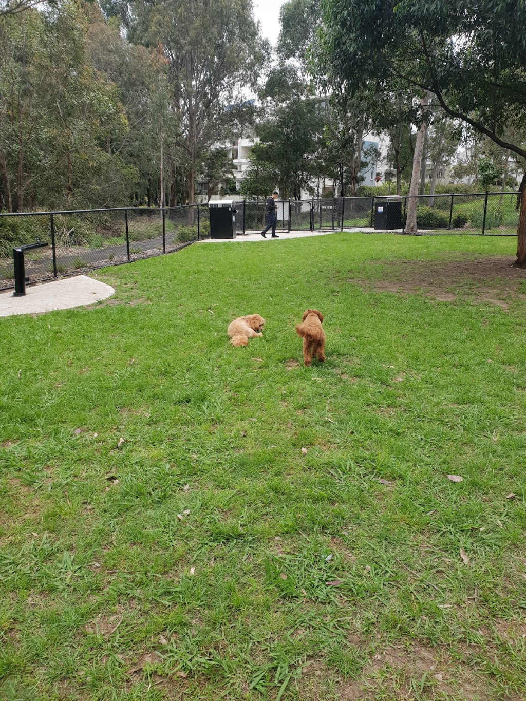 Pierre De Coubertin Dog Park | park | Ave of Oceania, Newington NSW 2127, Australia