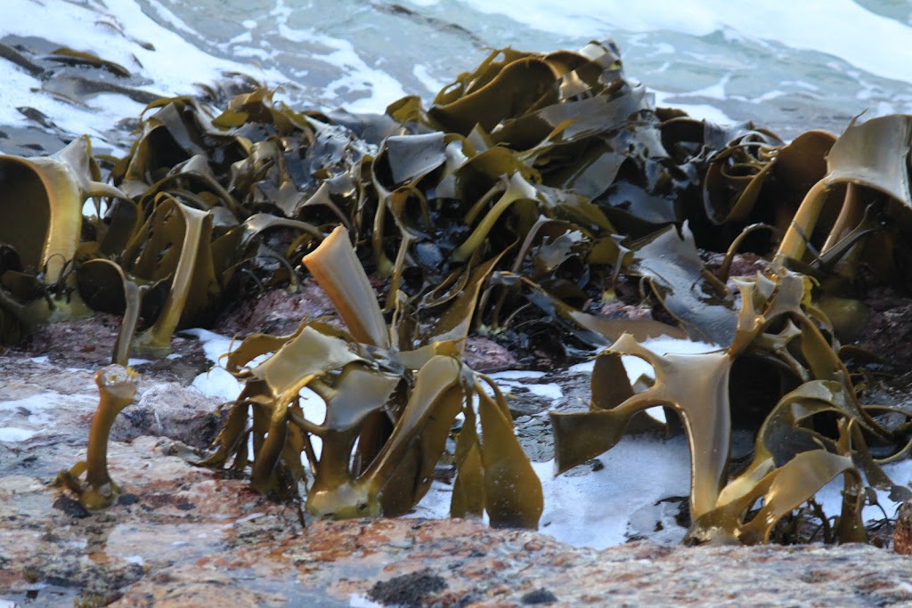 Tasmanian Seaweed Fertilisers | 189 Green Point Rd, Marrawah TAS 7330, Australia | Phone: 0437 525 877
