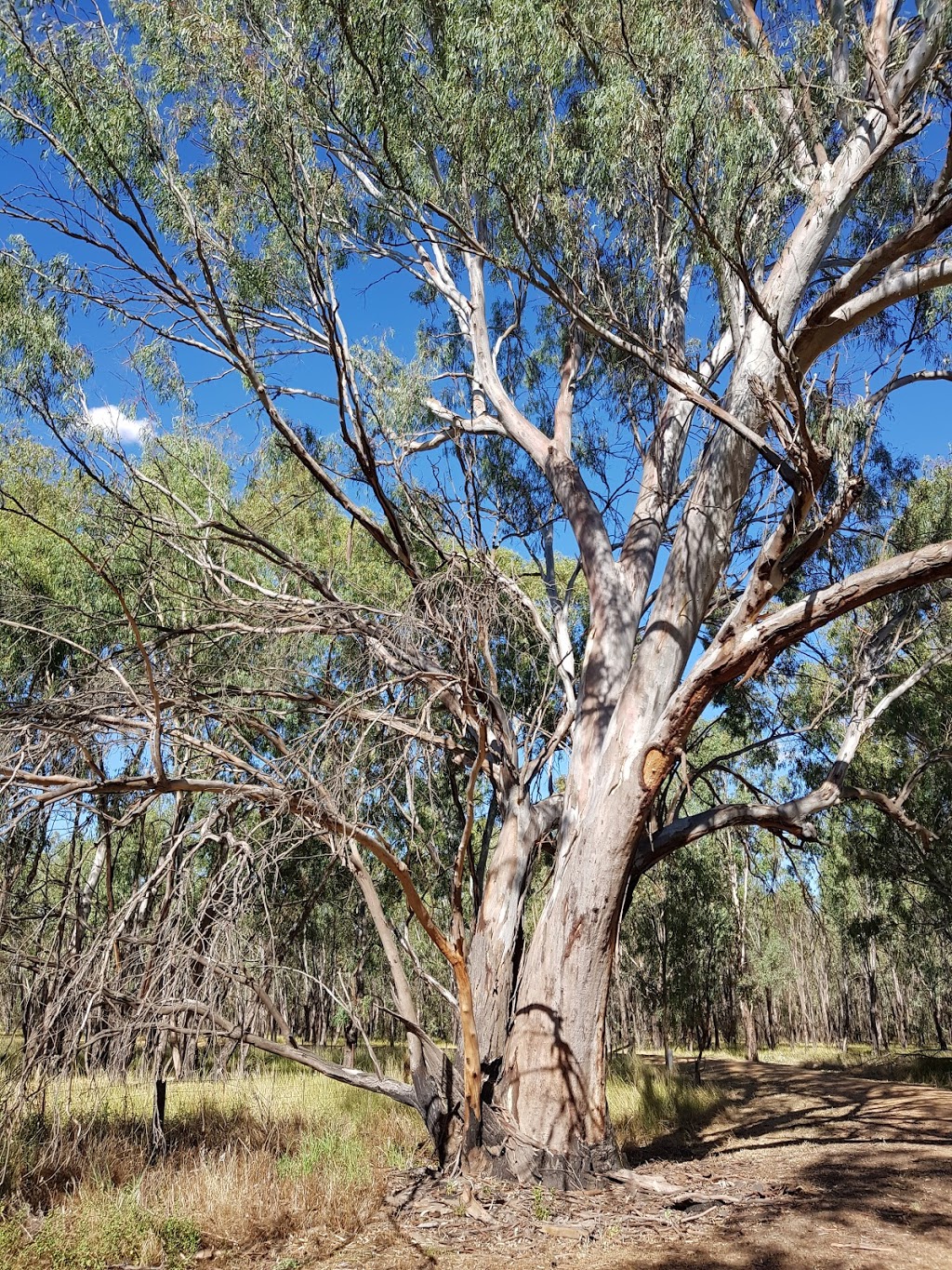 Kinnairds Wetland | park | Numurkah VIC 3636, Australia