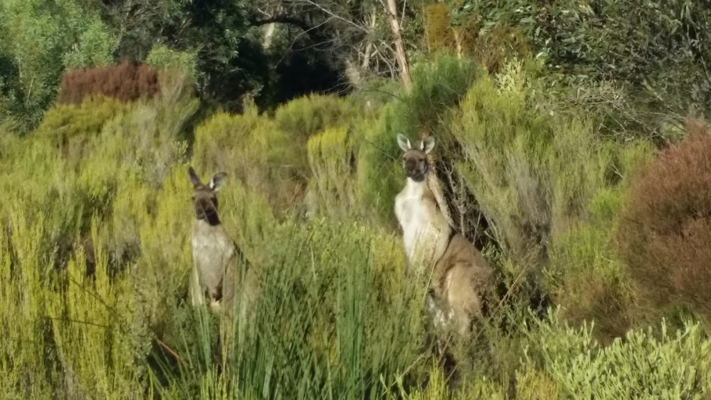Ngarkat Conservation Park | park | Princes Highway, Ngarkat SA 5302, Australia | 0885763690 OR +61 8 8576 3690