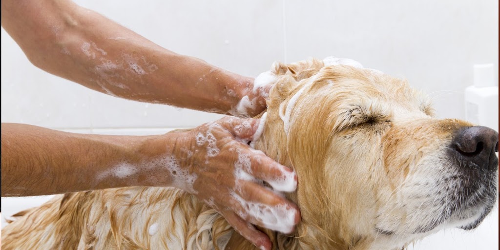 The Furbaby Salon | 150 W Coast Terrace, Trigg WA 6029, Australia | Phone: 0483 047 657