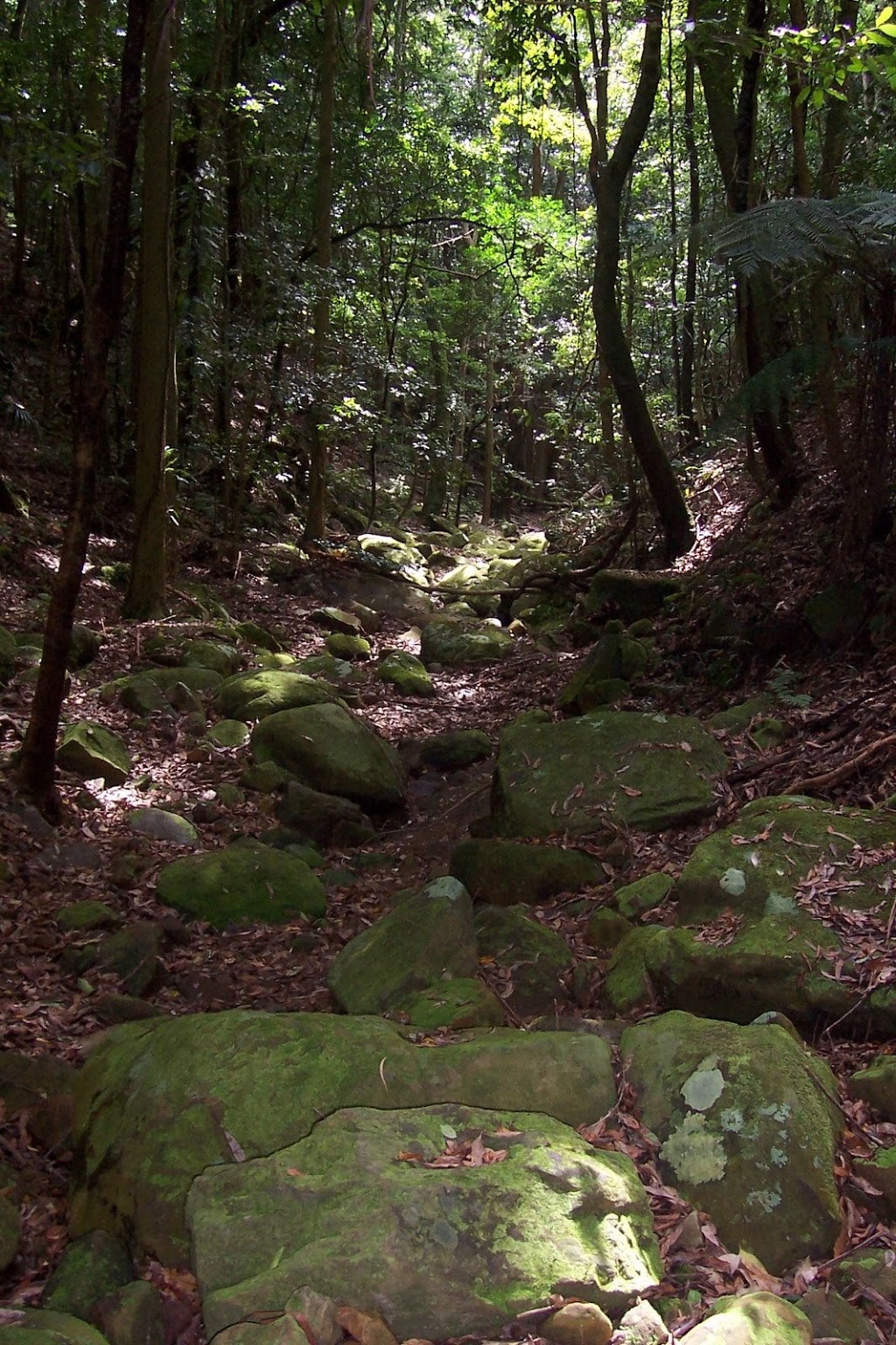 Red Cedar Flats Picnic Area | Lady Wakehurst Dr, Lilyvale NSW 2508, Australia | Phone: (02) 9542 0648