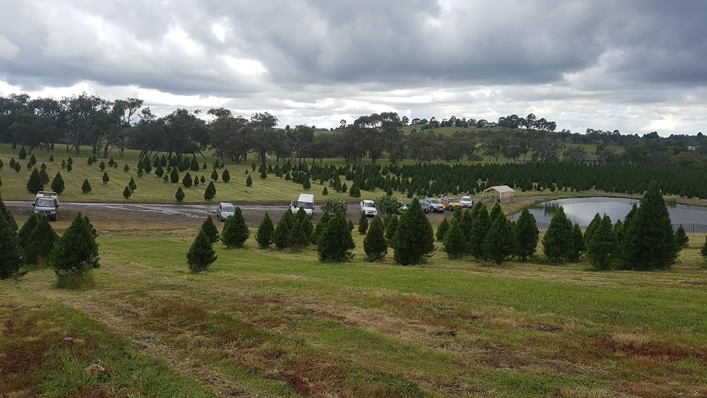 Ports Christmas Tree Farm | 186 Belgrave-Hallam Rd, Belgrave South VIC 3160, Australia | Phone: 0422 263 198