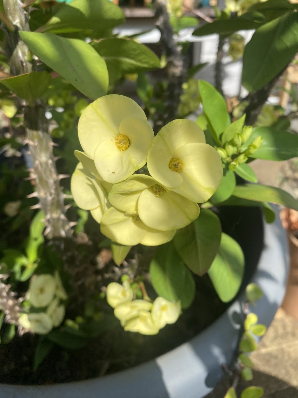 ISLAND HORTICULTURE ACPS | 12 Cooee Cres, Macleay Island QLD 4184, Australia | Phone: (07) 3409 4152