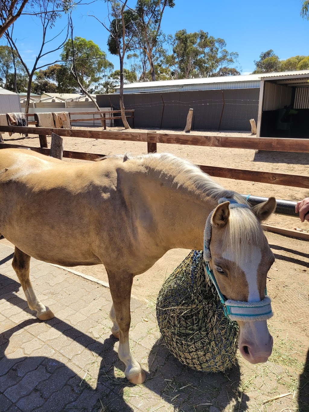 Hooves of Hope Australia (Sirian Star Pty Ltd) | 633 Blamey Rd, Yarroweyah VIC 3644, Australia | Phone: (08) 7547 4000