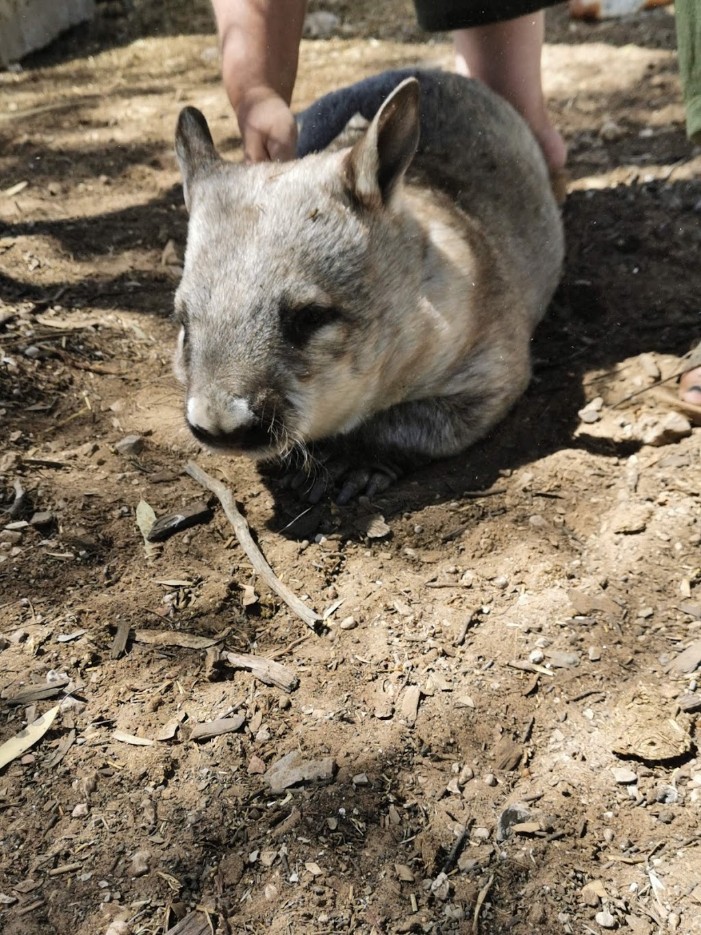 Wildwood park sanctuary animal rescue and rehabilitation | park | 275 Muellers Rd, Cambrai SA 5353, Australia