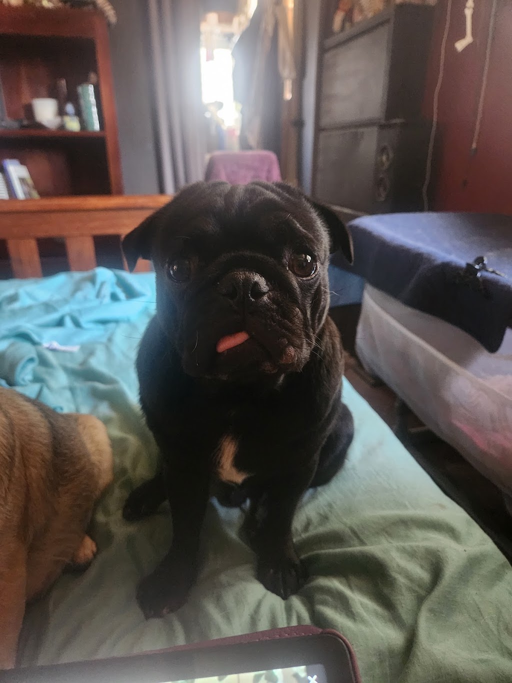 Kazzablanka Kennels and Kattery | Heritage Rd, Rubyvale QLD 4702, Australia | Phone: 0424 671 511