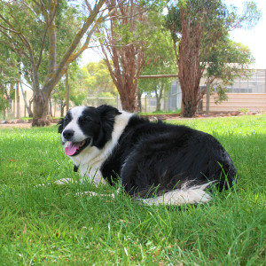 Dogdayz Country Club - Toolern Vale |  | 1395 Holden Rd, Toolern Vale VIC 3337, Australia | 0397461422 OR +61 3 9746 1422