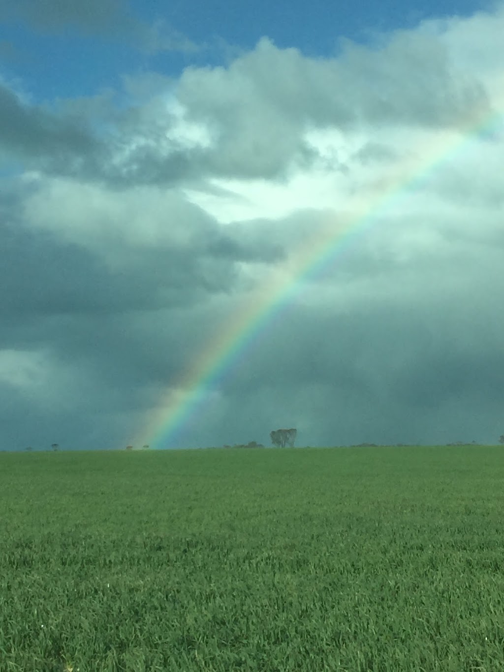 Pinehills Pastoral Co | 2422 Coomalbidgup Rd, Lort River WA 6447, Australia | Phone: (08) 9078 6030