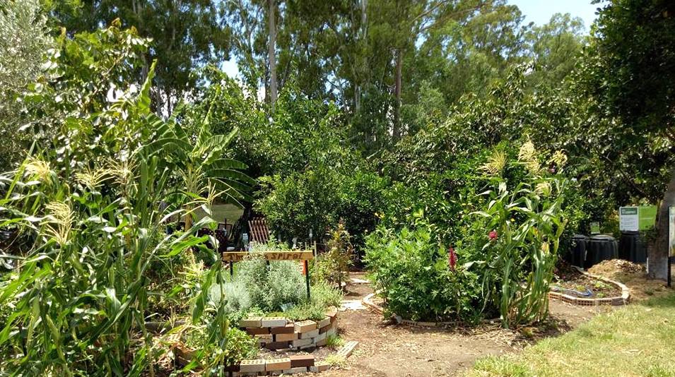 Koala Park Community Garden | park | 106 Vendale Ave, Moorooka QLD 4105, Australia