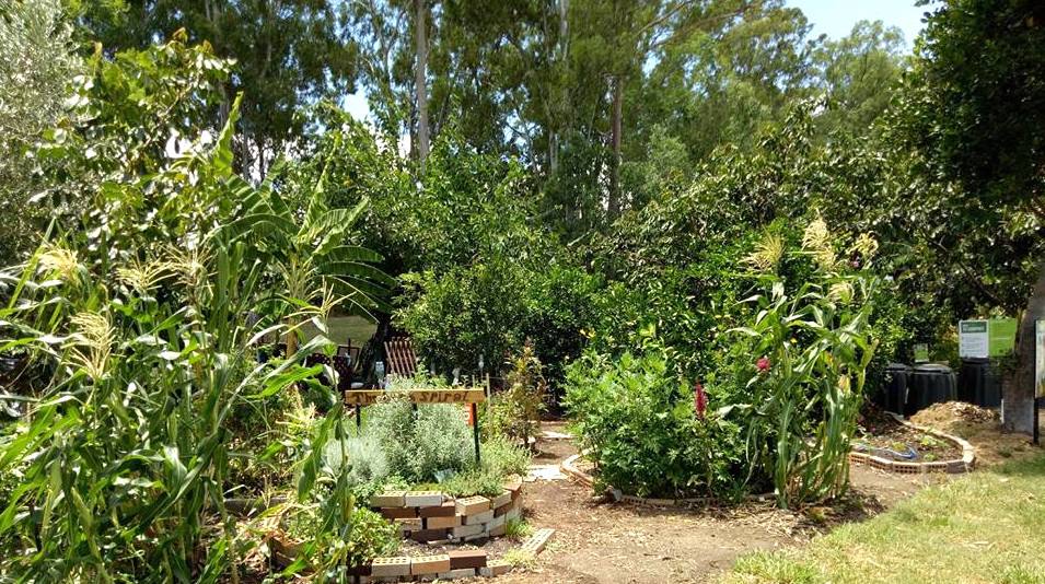 Koala Park Community Garden | 106 Vendale Ave, Moorooka QLD 4105, Australia