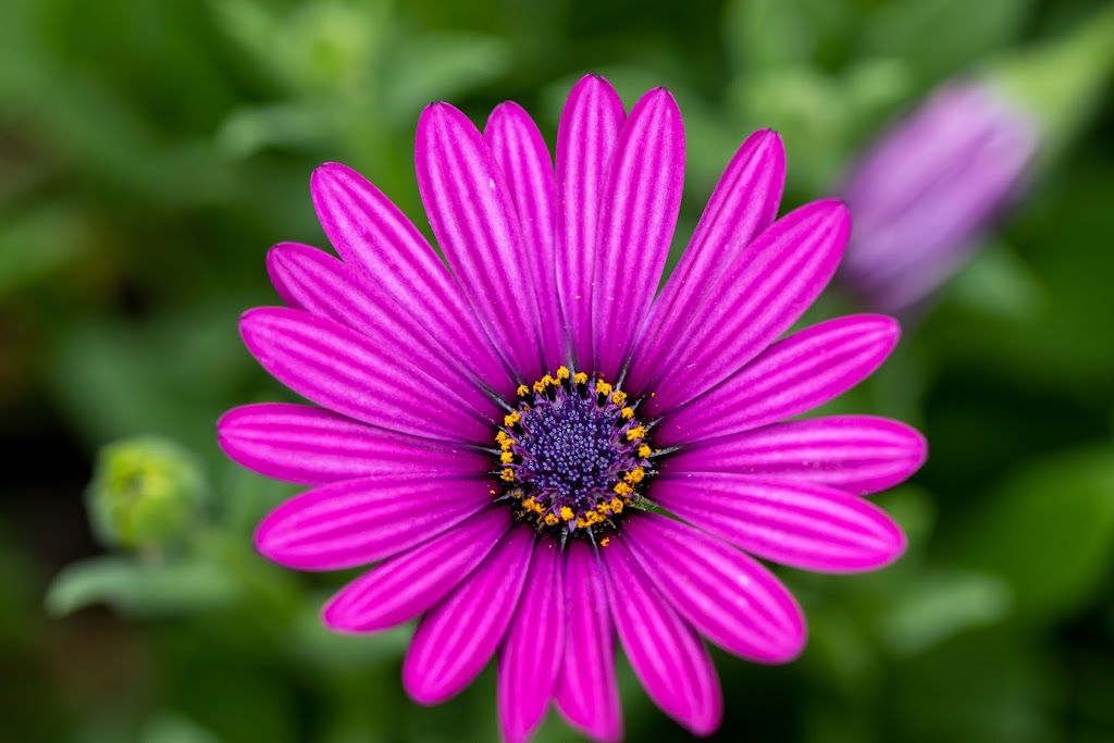 JJR Photography and Media | Honeysuckle Way, Calamvale QLD 4116, Australia | Phone: 0421 455 232