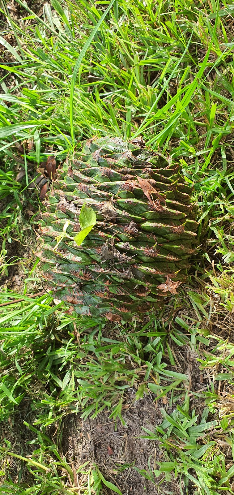 The Lost Garden | park | 822 Cedar Creek Rd, Gheerulla QLD 4574, Australia