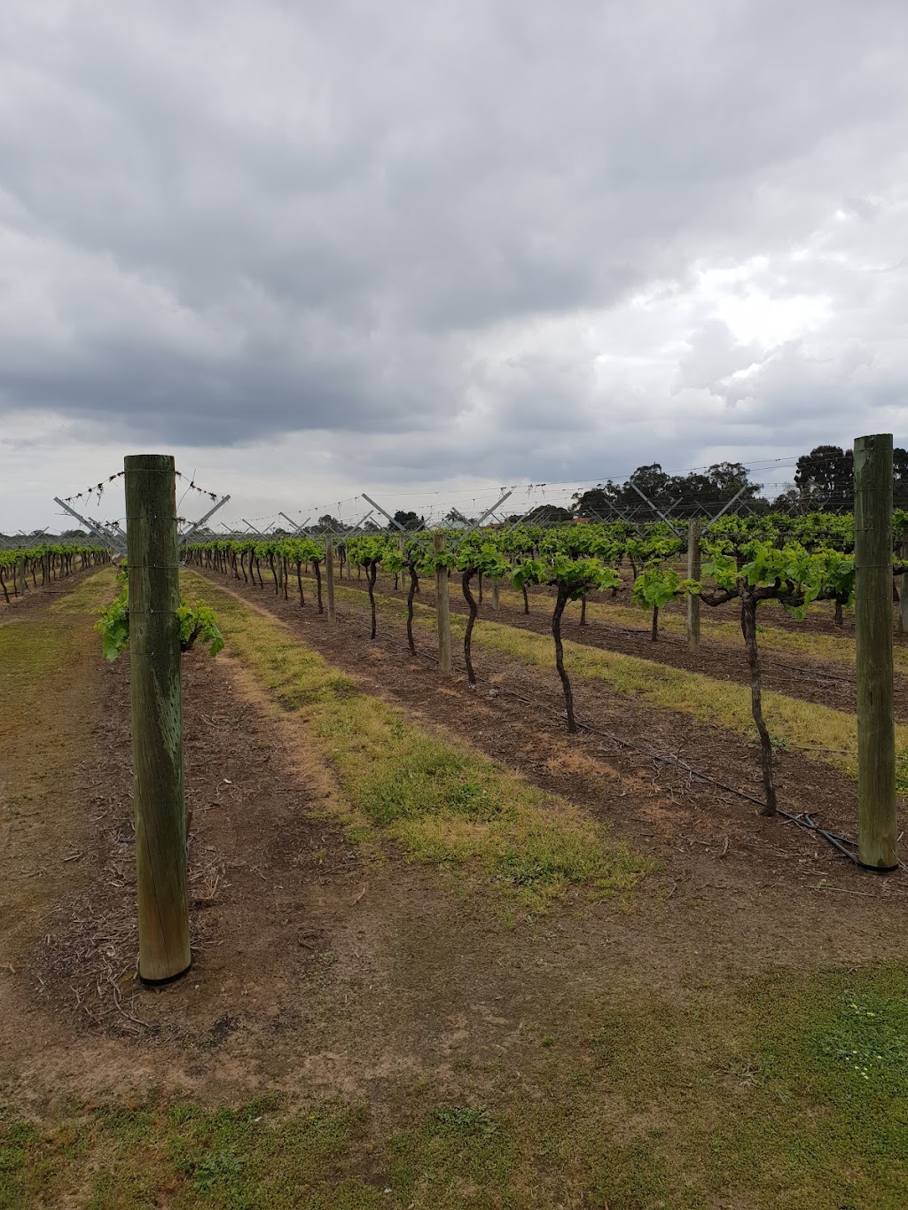 Twin Hill Wines | 1093 Great Northern Hwy, Baskerville WA 6056, Australia | Phone: 0438 956 329