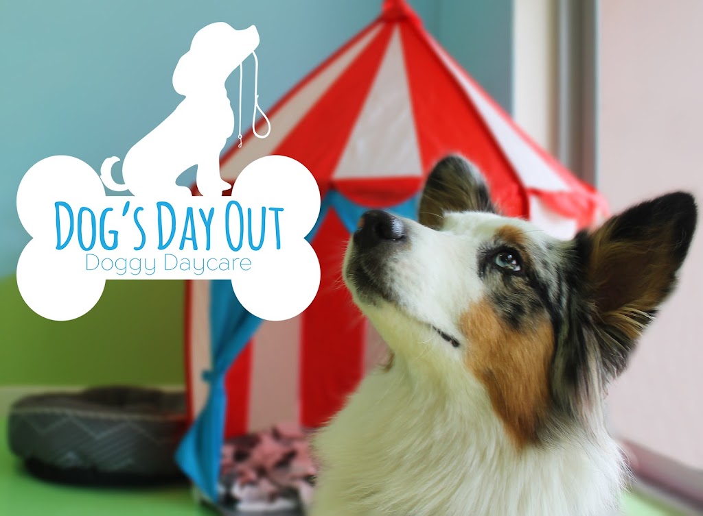 Dogs Day Out Doggy Daycare |  | 3 Tooth St, Mitchell ACT 2912, Australia | 0432662939 OR +61 432 662 939