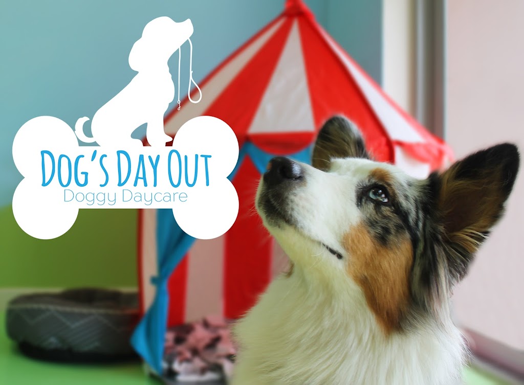 Dogs Day Out Doggy Daycare | 3 Tooth St, Mitchell ACT 2912, Australia | Phone: 0432 662 939