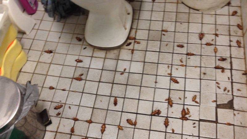 Pest Control Auburn and Termite Inspections Auburn | 23 New St, Auburn NSW 2144, Australia | Phone: 1300 082 552