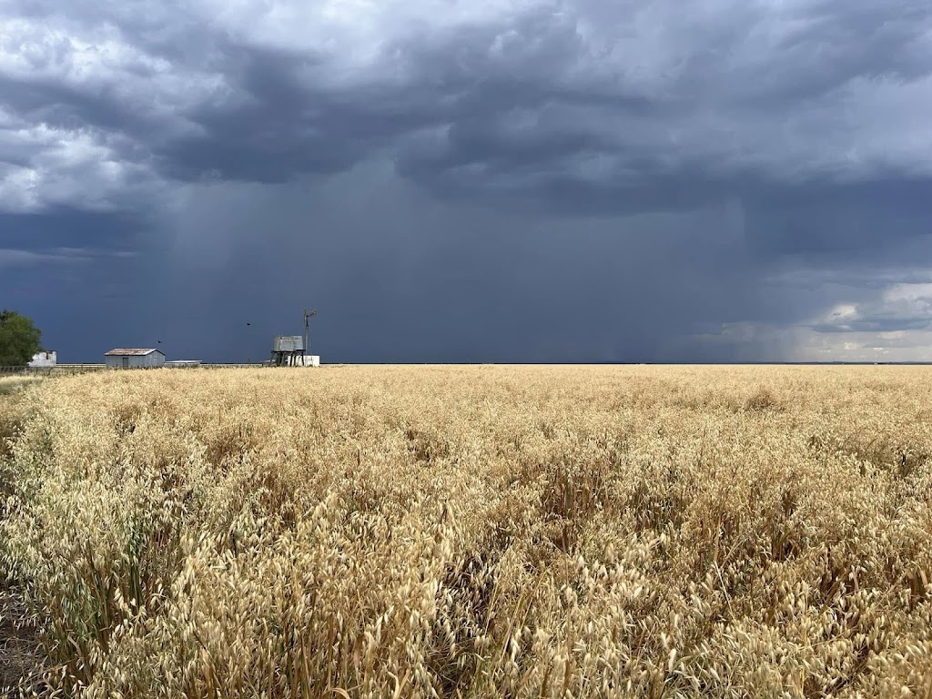 Panorama Seeds (Qld) Pty Ltd | 1429 Jondaryan Mount Tyson Rd, Mount Irving QLD 4401, Australia | Phone: 0428 627 385