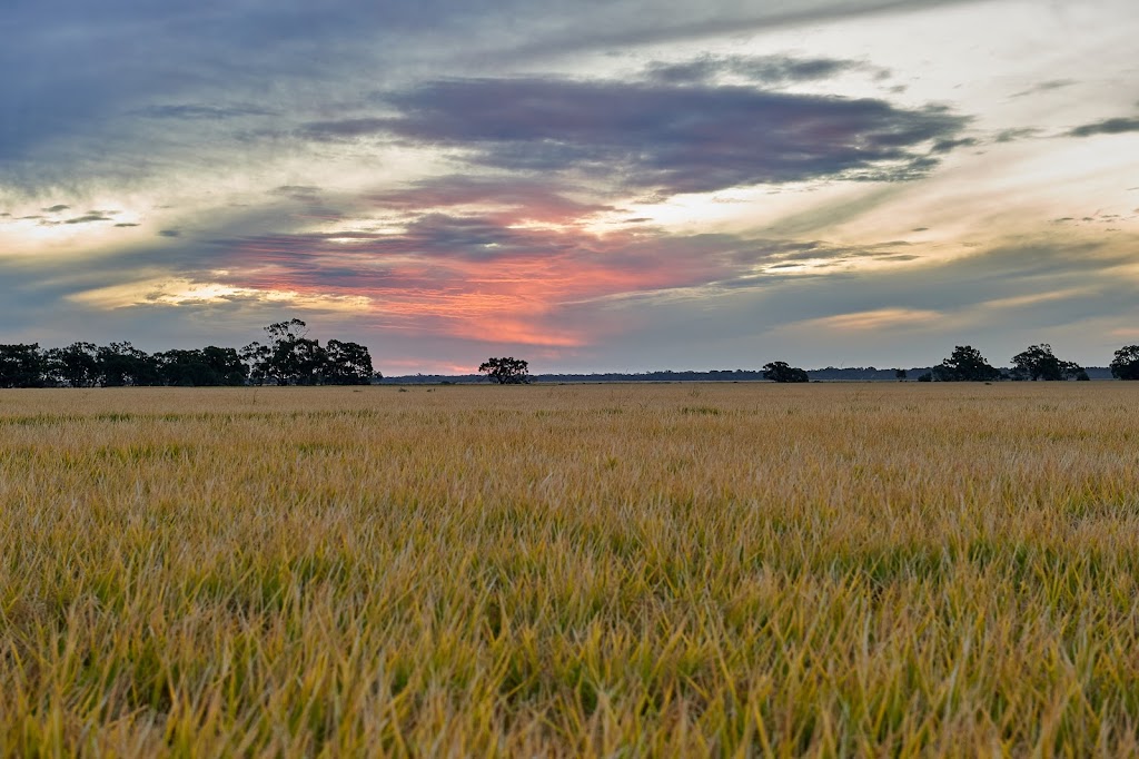 Rice Extension | 1850 Conargo Rd, Jerilderie NSW 2716, Australia | Phone: 0419 174 772