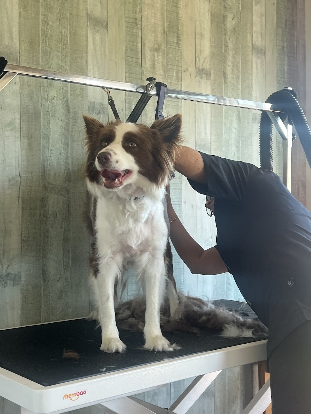 Custom Cutz Dog Grooming Blacksmiths | 10 Tirriki St, Blacksmiths NSW 2281, Australia | Phone: 0439 406 440